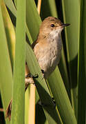 Lesser Swamp Warbler