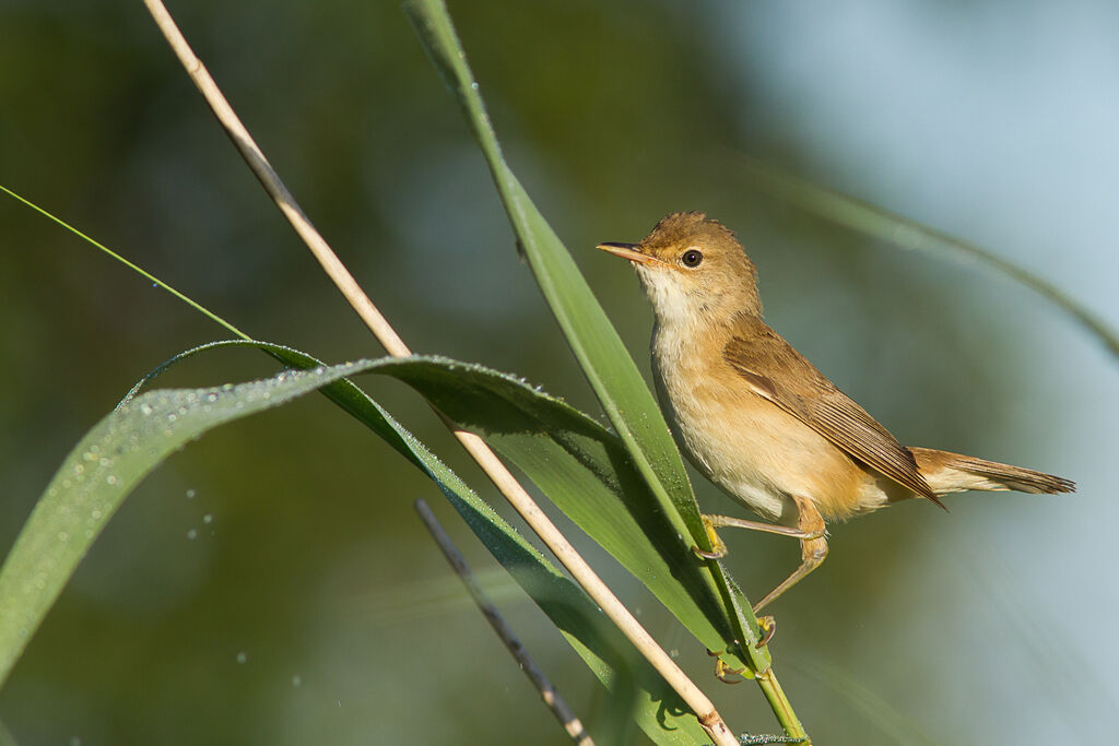 Eurasian Reed Warbler