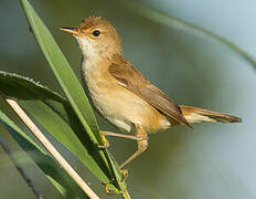 Eurasian Reed Warbler