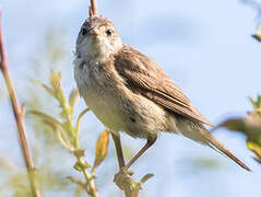 Marsh Warbler