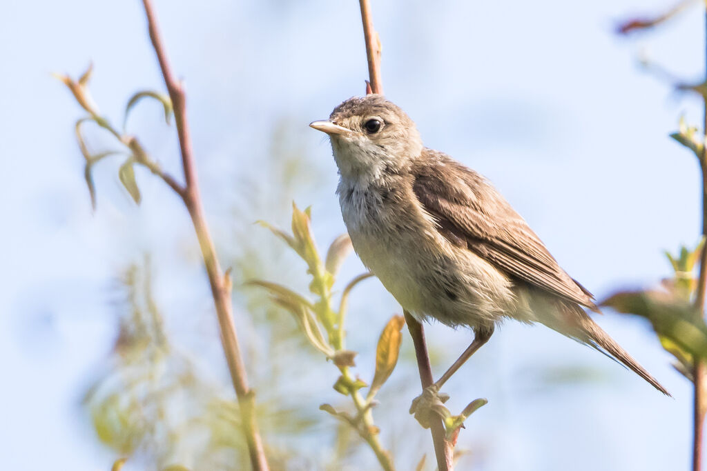 Marsh Warbler, identification, close-up portrait