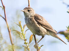 Marsh Warbler