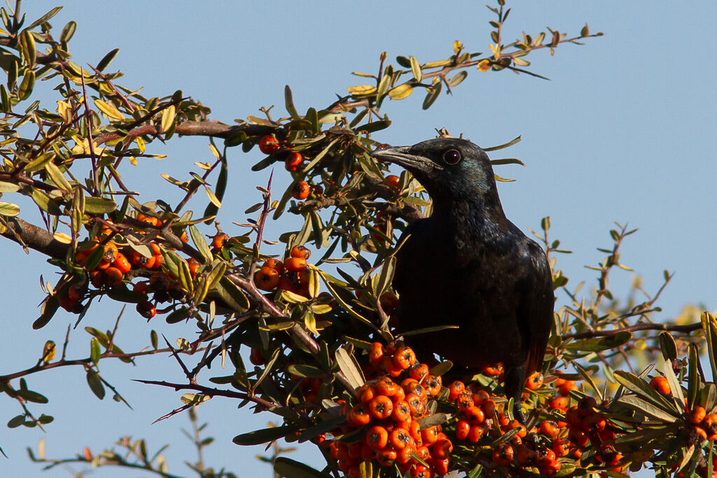 Red-winged Starling