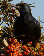 Red-winged Starling