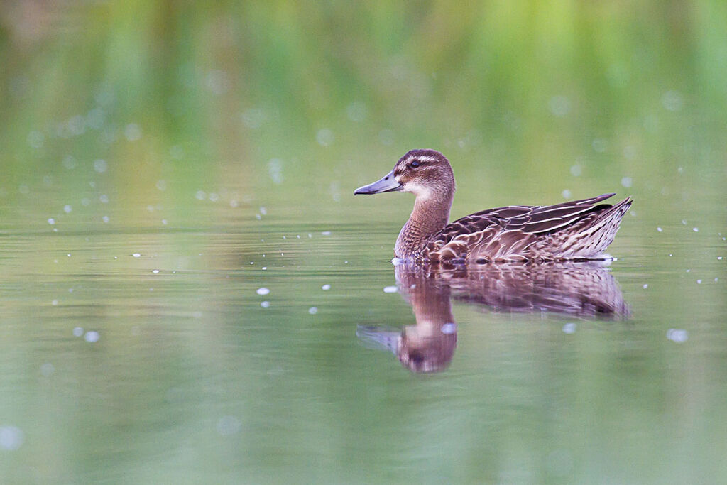 Garganey female adult