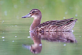 Garganey