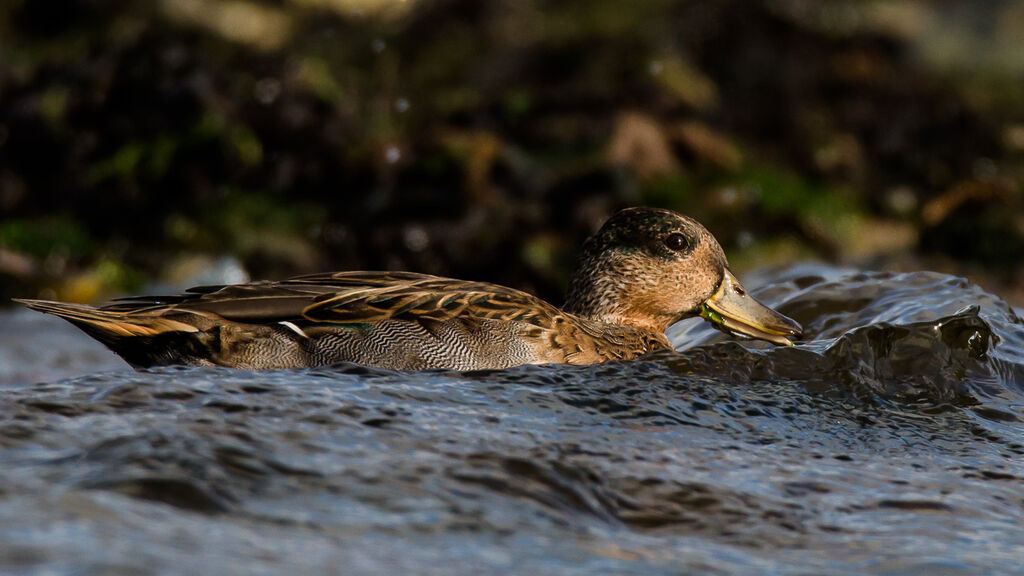 Eurasian Teal male immature