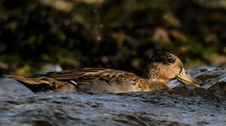 Eurasian Teal