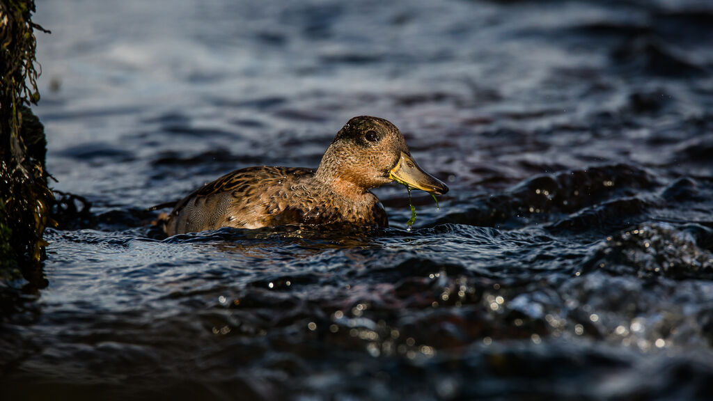 Eurasian Teal male immature