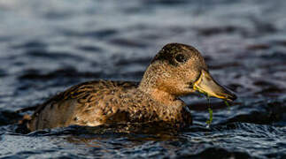 Eurasian Teal