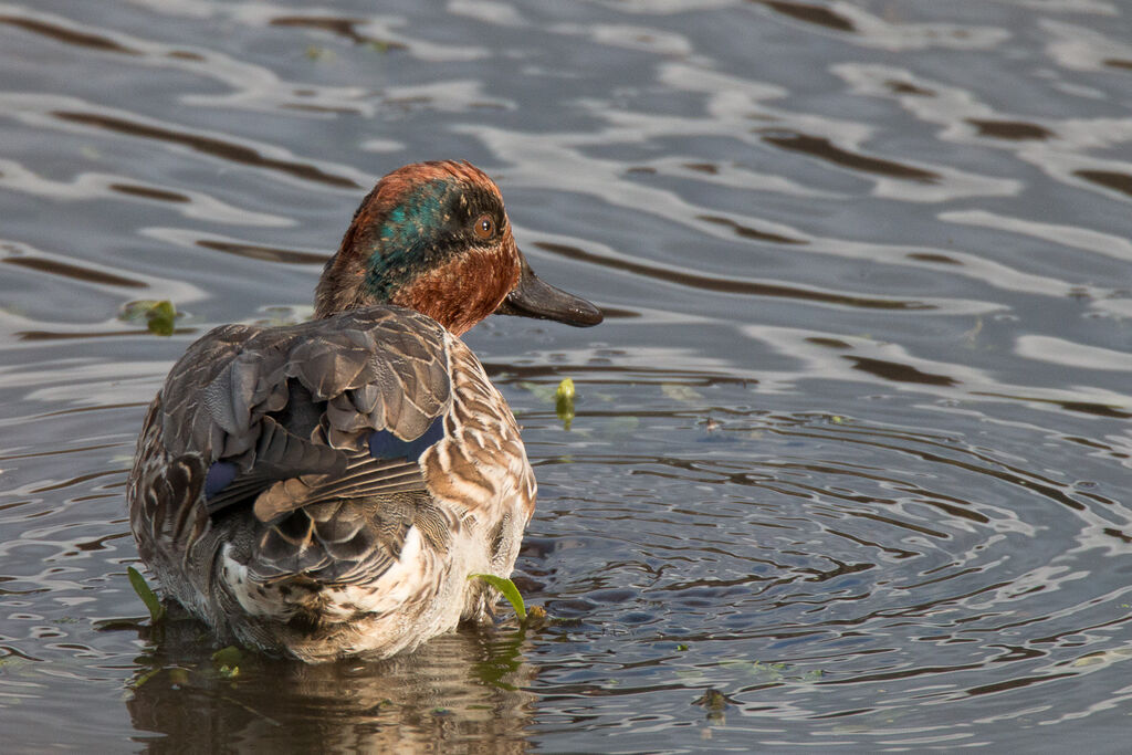 Eurasian Teal