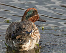 Eurasian Teal