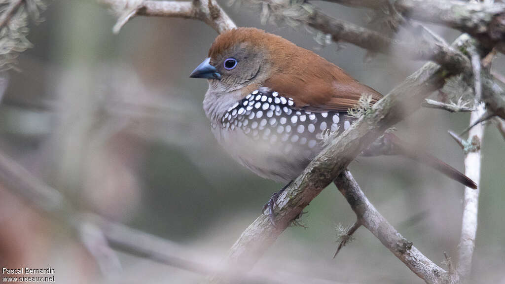 Pink-throated Twinspot female adult, identification