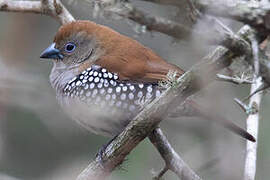 Pink-throated Twinspot