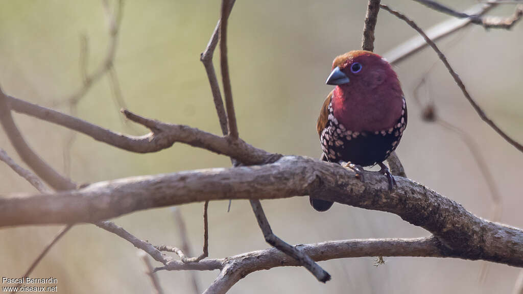 Pink-throated Twinspot male adult, close-up portrait