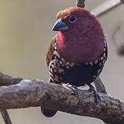 Pink-throated Twinspot