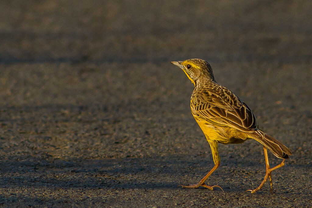 Yellow-throated Longclaw