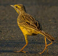 Yellow-throated Longclaw