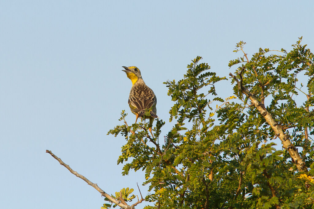 Yellow-throated Longclaw