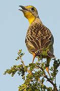 Yellow-throated Longclaw