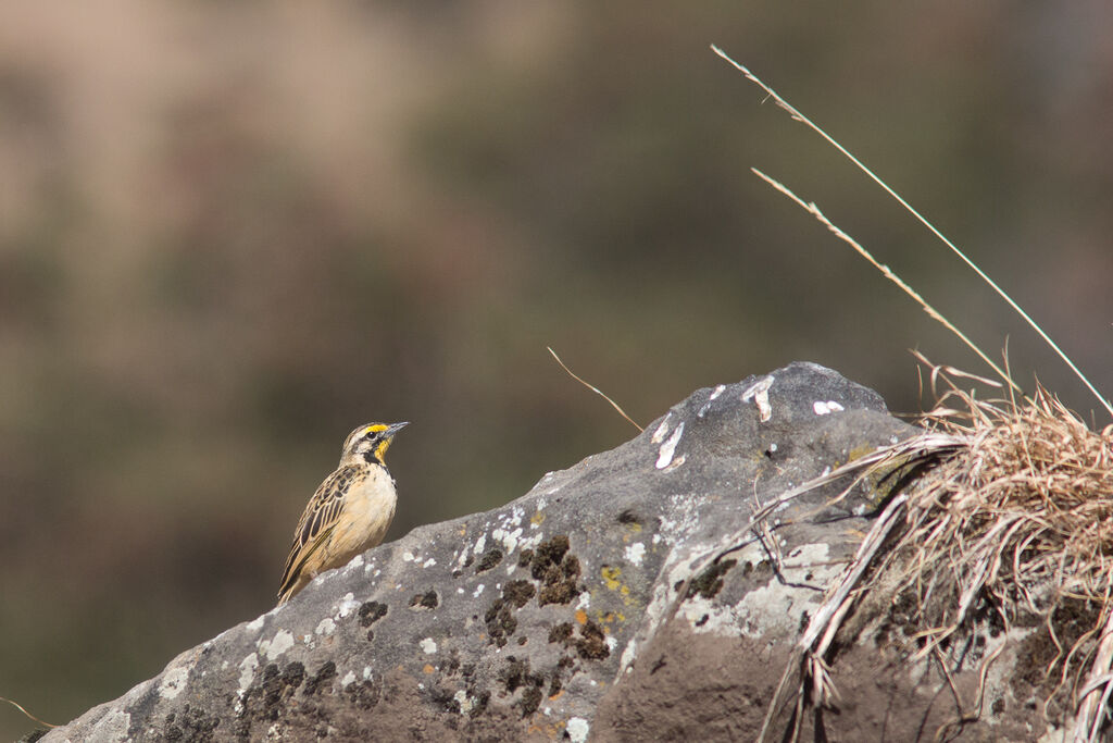 Sentinelle d'Abyssinieadulte