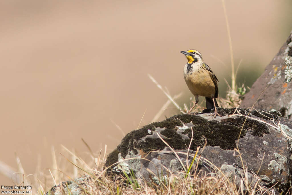 Sentinelle d'Abyssinieadulte, identification