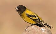 Serin à tête noire