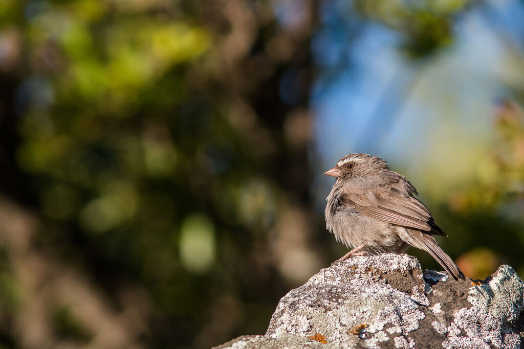 Brown-rumped Seedeater