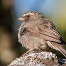 Serin à trois raies