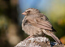 Serin à trois raies