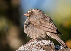 Brown-rumped Seedeater