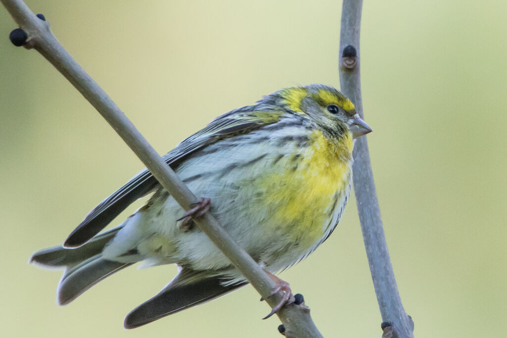 European Serin, identification, close-up portrait, song