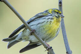 European Serin