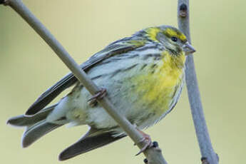 Serin cini