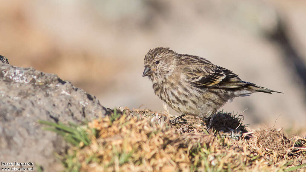 Serin d'Abyssiniejuvénile, identification