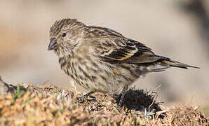 Serin d'Abyssinie