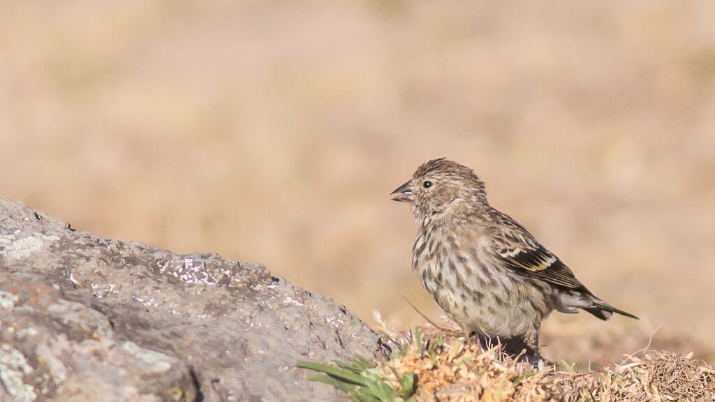 Serin d'Abyssinie