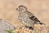 Serin d'Abyssinie