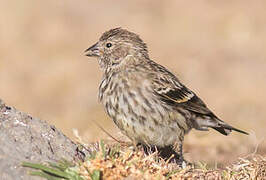 Serin d'Abyssinie