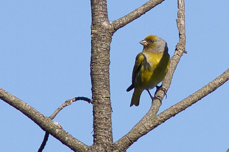 Serin du Cap