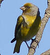 Serin du Cap