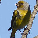 Serin du Cap
