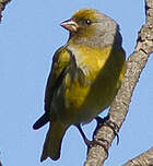 Serin du Cap