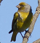 Cape Canary