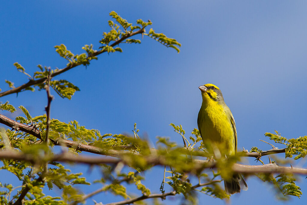 Yellow-fronted Canary