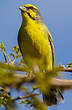 Serin du Mozambique