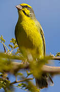 Yellow-fronted Canary