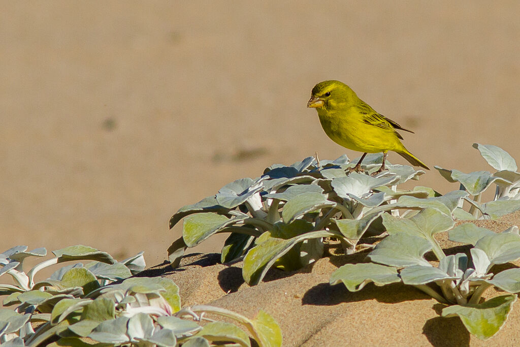 Serin soufré