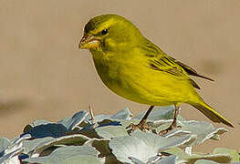 Brimstone Canary