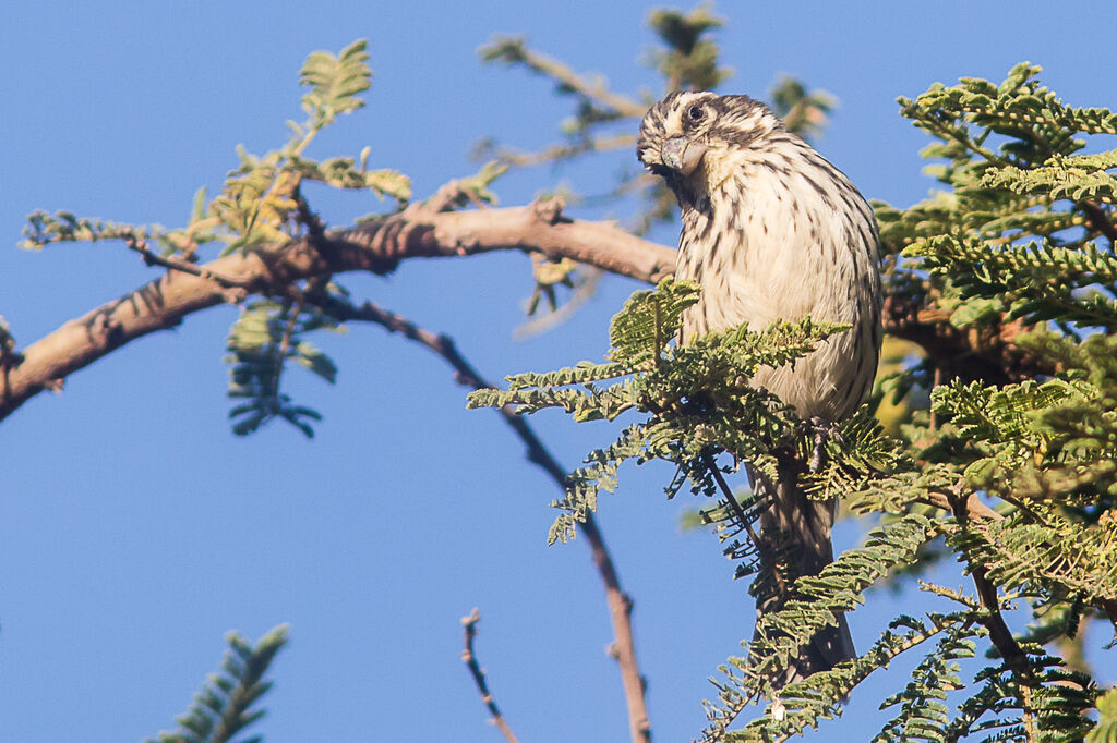 Serin strié